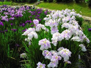 Iris bajo (reducido): variedades, fotografías en diseño de paisajes, plantación y cuidado.