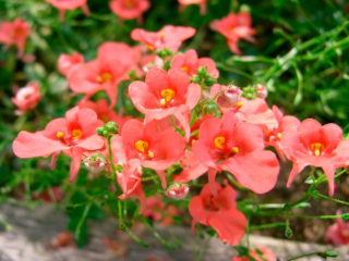 Diascia: growing from seeds, photo