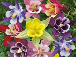 Wanneer en hoe aquilegia-zaden thuis planten
