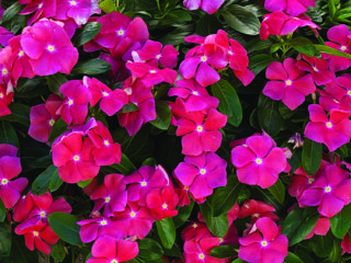 Kiff's periwinkle: photo, growing from seeds, planting and care