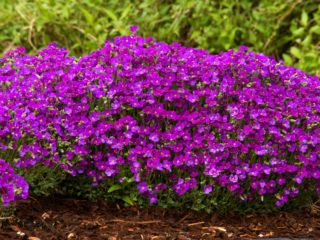 Growing aubrieta (aubretia) from seeds: when to plant seedlings