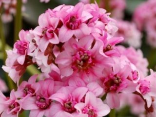 Hybrid bergenia Dragonfly Sakura (Dragonfly Sakura): foto, penerangan spesies, penanaman dan penjagaan