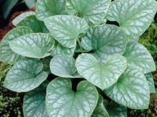 Large-leaved brunnera Silver Wings (Silver Wings): photo, description, planting and care