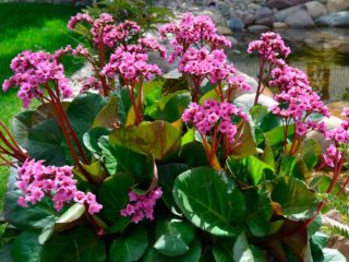 Bergenia Eroica (Eroica): descripción de una variedad híbrida, foto en el paisaje.
