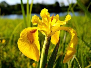 Moerasiris: geel, blauw, kalmoes, foto van bloemen