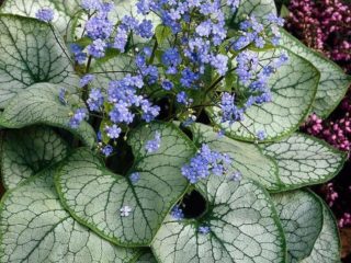 Brunnera macrophylla: photo, description, planting and care