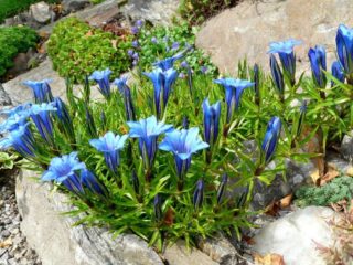 Growing Dahurian gentian Nikita from seeds + photo