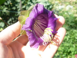 Cómo y cuándo plantar plántulas de kobeya: fotos, plazos, reglas de siembra.