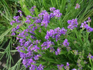 Statitsa (kermek): growing seedlings, timing and rules for planting seeds