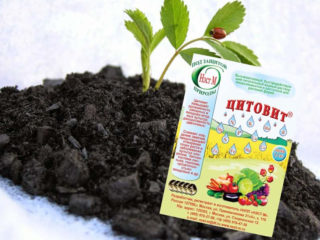 Cytovit: instrucciones de uso para plantas y flores, revisiones.