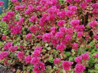 Valse sedum: foto, planten en verzorgen, variëteiten