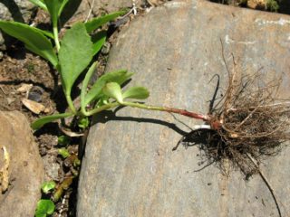 How to propagate sedum: cuttings, seeds and division of rhizomes