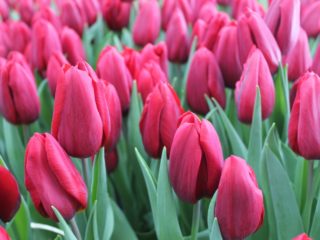 Tulip Strong Love: fotografia, popis, výsadba a starostlivosť
