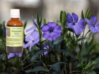 Ierb Periwinkle: proprietăți medicinale și contraindicații, fotografii, utilizare în medicina populară