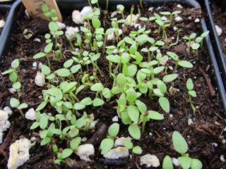 Salpiglossis: pestovanie zo semien, fotografií, videí