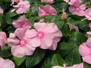 Madagaskar periwinkle (Cataranthus rosea (Vinca)): fordeler og skader, folkeoppskrifter