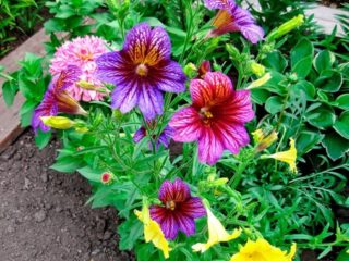 Salpiglossis: výsadba a starostlivosť na otvorenom priestranstve, foto