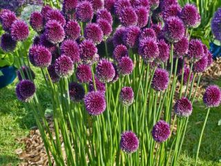Dekoratívna cibuľa s okrúhlou hlavou (allium): fotografia, výsadba a starostlivosť