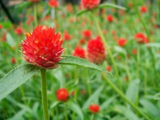 Gomphrena: fotografia kvetov na záhone a v záhrade, výsadba a starostlivosť