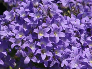 Campanula milkiflora: plantación y cuidado.