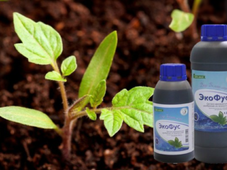 Ecofus fertilizer: rules of use, reviews, composition, shelf life