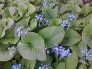Siberian Brunnera: photo, description, planting and care