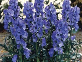 Arends' akonitt (Aconitum carmichaelii Arendsii): foto og beskrivelse