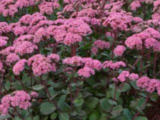 Sedum (sedum) Matrona: fotografia a popis, výška, pestovanie