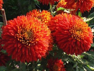 Red chrysanthemums: photos, descriptions and varieties