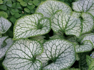 Large-leaved brunnera Silver Heart (Silver Heart): photo, description, planting and care