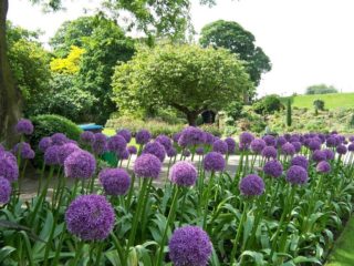 Dekoratívna cibuľa (allium) Gladiator: fotografia, popis, výsadba a starostlivosť