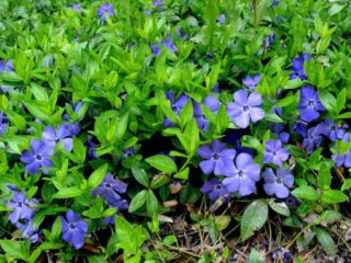 Periwinkle Biru dan Emas (Biru dan Emas): foto, tumbuh dari benih, penanaman dan penjagaan