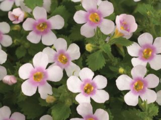 Bacopa ampelous: fotografie kvetov, pestovanie zo semien, výsadba a starostlivosť, recenzie