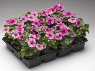 Planting catharanthus seeds for seedlings at home