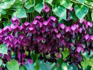 Cultivo de rodoquita a partir de semillas en casa: fotos de flores, plantación y cuidado.