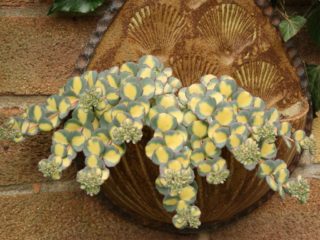 Sedums: variedades, tipos con fotos y nombres.