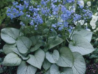 Brunner flower: photo and description, reviews
