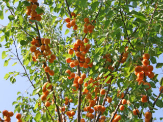 Apricot Oryol: description, photo, self-fertile or not