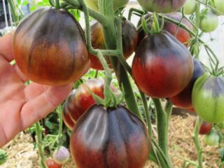 Pelbagai tomato Blue Pear: ulasan, penerangan, penanaman dan penjagaan