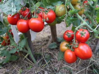 Tomate Torquay F1: reseñas, fotos del arbusto, plantación y cuidado.