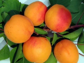 Apricot Delight early: description, photo