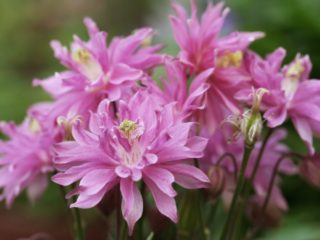 Froté Aquilegia: výsadba a starostlivosť