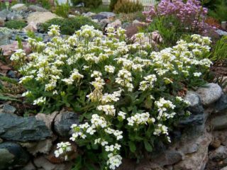 Pestovanie Arabis alpine zo semien