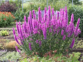 Pestovanie loosestrife Ružové perly zo semien, výsadba a starostlivosť, odrody
