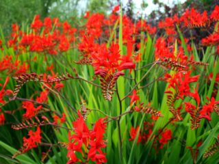 Crocosmia (Montbrecia) perenne: plantación y cuidado, foto de flores.