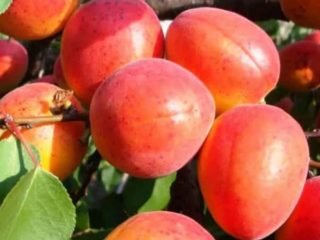 Apricot Son of the Red-cheeked: description, photo, self-fertile or not