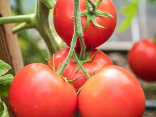 Tomato Verochka F1: reviews with photos, description of the tomato variety, planting and care