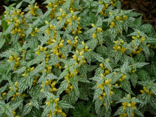 Yellow lily (motherwort zelenchukova): flower structure, planting and care