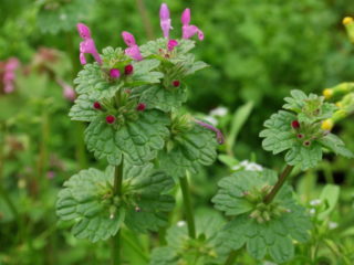 Lamium amplexicaule: description, photo