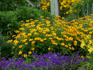 Menanam dan menjaga heliopsis di tanah terbuka